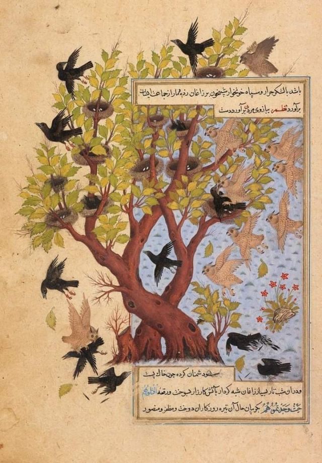 Battaglia tra gufi e corvi in un antico manoscritto