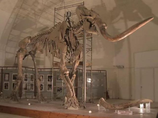 Cantiere di restauro del mammut dell'Aquila